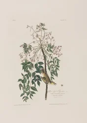 Birds of America」のイラスト