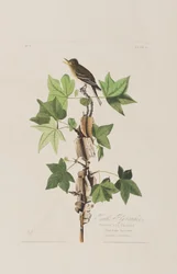 Birds of America」のイラスト