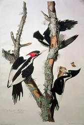 1829年の「Birds of America」からの象牙請求キツツキ（詳細は195912を参照）