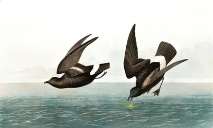 ジョン・J・オーデュボンのパブ「The Birds of America」のタラシドロマ・ペラジカ。 1827-38