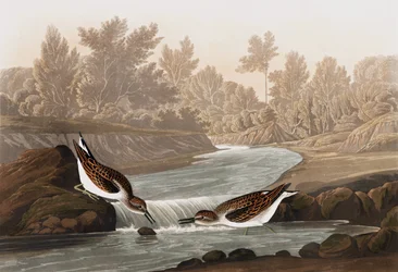 リトルサンドパイパー、トリンガプシラ、ジョン・J・オーデュボンの「The Birds of America」出身、パブ。 1827-38