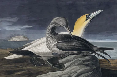 ジョンJ.オーデュボンのパブ「The Birds of America」の北部のギャネット、モルスバサヌス。 1827-38