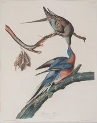 伝書鳩