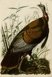 野生のトルコを描いたアメリカの鳥のプレート1。