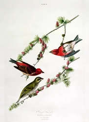 ウィリアムホーム（1788-1859）によって刻まれた「鳥のアメリカ」からパープルフィンチ