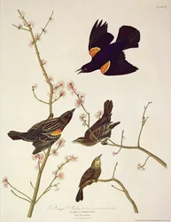 ロバートハヴェル（1793-1878）によって刻まれた「鳥のアメリカ」からの赤い翼スターリング1820年公開