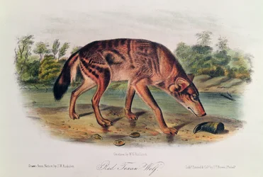 「北アメリカの四足動物」からのレッドウルフ、1842-45（手塗りのリトグラフ）