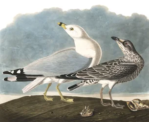 ジョン・J・オーデュボンの「The Birds of America」より出版されたリングビラカモメ、ラルス・デラワレンシス。 1827-38