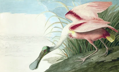ジョンJ.オーデュボンのパブ「The Birds of America」のPlatatea Ajajaのローズエイトヘラサギ。 1827-38