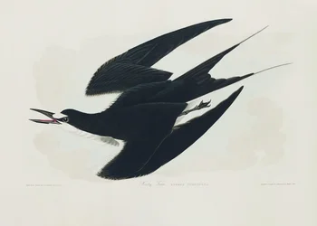 『アメリカの鳥類』のセグロアジサシ (1827)