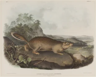 Spermophilus Parry（パリーのマーモットリス）