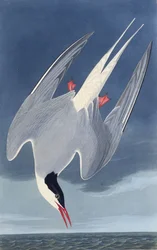 北極アジサシ。アメリカの鳥、1827-1838から。