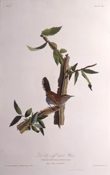 Bewicksはミソサザイ。アメリカの鳥、1827-1838から。