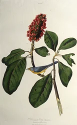 カナダのウグイス。アメリカの鳥、1827-1838から。