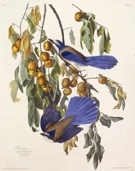 フロリダのスクラブジェイ。アメリカの鳥、1827-1838から。