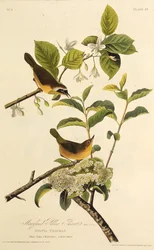 メリーランドイエロースロート。アメリカの鳥、1827-1838から。