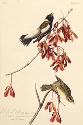 ライスバード。アメリカの鳥、1827-1838から。