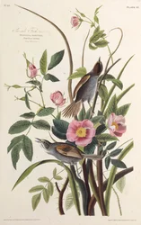 海側フィンチ。アメリカの鳥、1827-1838から。