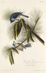 黒紋付きシジュウカラでも。アメリカの鳥、1827-1838から。