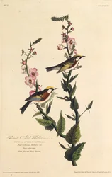 栗の両面のウグイス。アメリカの鳥、1827-1838から。