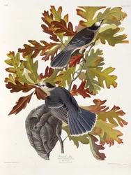 灰色のジェイ。アメリカの鳥、1827-1838から。