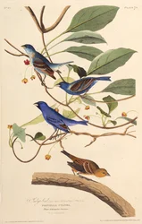 インディゴバード。アメリカの鳥、1827-1838から。