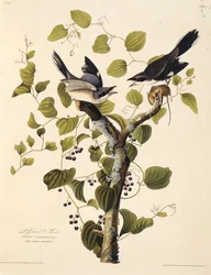 アカウミガメ。アメリカの鳥、1827-1838から。
