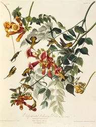 ルビーthroatedハチドリ。アメリカの鳥、1827-1838から。