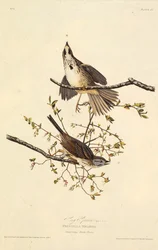 歌すずめ。アメリカの鳥、1827-1838から。