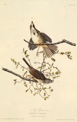 歌すずめ。アメリカの鳥、1827-1838から。