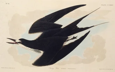 すすけたアジサシ。アメリカの鳥、1827-1838から。