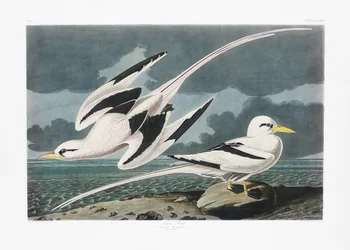 『アメリカの鳥類』（1827年）に収録されたトロピックバード