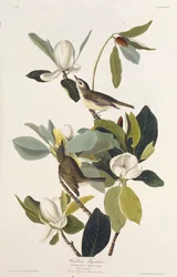 ゴロゴロヒタキ。アメリカの鳥、1827-1838から。