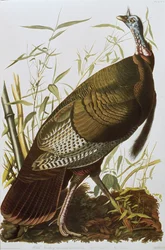野生の七面鳥、「アメリカの鳥」から、1829 年に出版