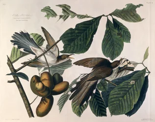 ウィリアムホームリザーズ（1788-1859）によって彫刻され、ロバートハヴェル（1793-1878）1829によって修正された、「アメリカの鳥」からの黄色請求ハト
