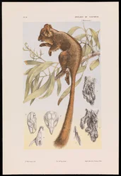 フクロギツネ、Gymnobelideus leadbeateri