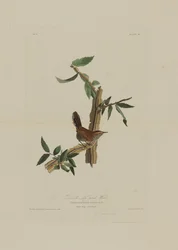 ビューイックのオナガミソサザイ、『アメリカの鳥類』より、ロバート・ハヴェル（1793-1878）による版刻