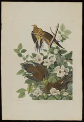 ロバートハヴェル（1793-1878）によって刻まれたバーズオブアメリカのカロライナピジョンまたはカメ鳩