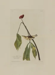 ロバートハヴェル（1793-1878）によって彫刻された、アメリカの鳥からのルイジアナウォータースラッシュ