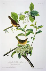 メリーランドイエロースロート、バーズオブアメリカ出身、ロバートハヴェル（1793-1878）によって彫刻