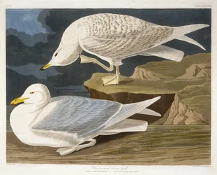 ロバートハヴェルジュニア（1793-1878）によって刻まれた白翼の銀色のカモメ、1835年（手彩色の彫刻）