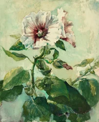 太陽の光に照らされたピンクのホリホックの研究、自然より