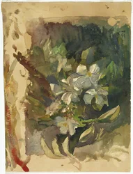 日光の中のリンゴの花（紙にトイレ）