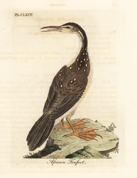 アフリカのフィンフット、Podica senegalensis。 ジョン・レイサムが自身の鳥類の一般史、ウィンチェスターから描いて彫刻した手彩色の銅版