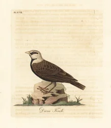 アッシュクラウンスズメヒバリ、Ereopterix griseus (Duree finch、Emberiza gingica)。 ジョン・レイサムが自身の鳥類の一般史、ウィンチェスターから描いて彫刻した手彩色の銅版