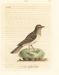 オーストラリアのヒバリ、Anthus novaelandiae (ニュージーランドのヒバリ、Alauda novae zealandiae)。 ジョン・レイサムが自身の『鳥の一般史』ウィンチェスターから描いて彫刻した手彩色の銅版