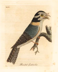 オーストラリアのフクロウのヨタカ、Aegotheles cristatus、または黄褐色のカエルマウス、Podargus strigoides? (縞模様のゴーアッカー、Caprimulgus vittatus。) John Latham が自身の A General History of Birds, Winchester から描き、彫刻した手彩色の銅版