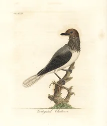 ヒゲカンムリカザリドリ、Procnias averano（まだらなチャッターラー、Ampelis variegata）。ジョン・レイサムが自著『A General History of Birds』、ウィンチェスターのために描き彫版した手彩色銅版画