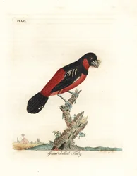 黒と赤のヒロハシ、Cymbirhynchus macrorhynchos（オオハシハチドリモドキ、Todus nasutus）。ジョン・レイサムが自身の『A General History of Birds』、ウィンチェスターのために描き、銅版に彫刻し手彩色した作品