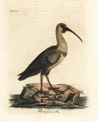 クロトキ、Theristicus melanopis (Tantalus melanops)。 ジョン・レイサムが自身の鳥類の一般史、ウィンチェスターから描いて彫刻した手彩色の銅版